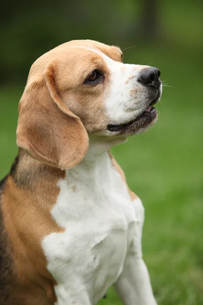 Mooi beagle teef zitten — Stockfoto