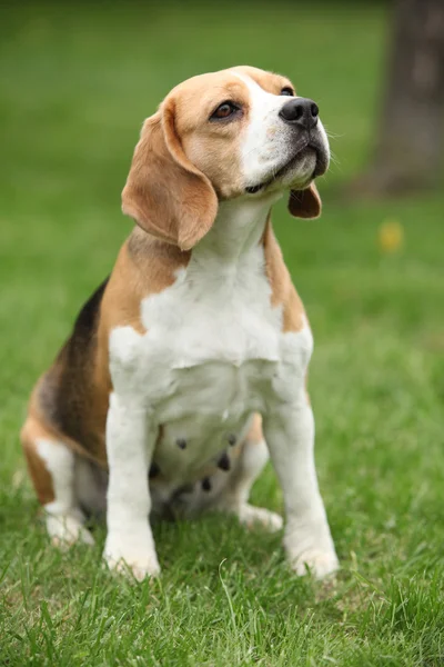 坐在漂亮的小猎犬婊子 — 图库照片