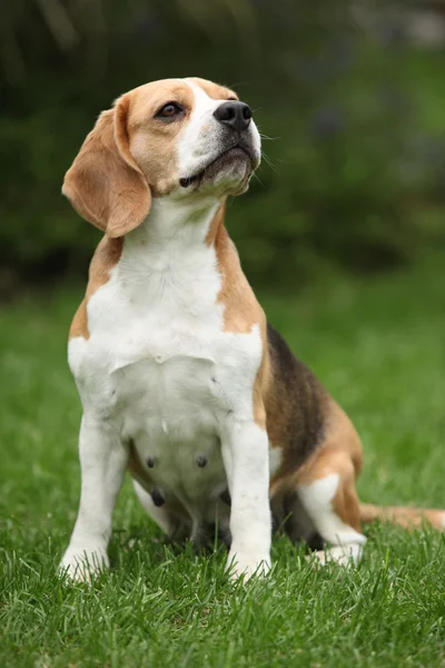 Oturan güzel beagle kaltak — Stok fotoğraf
