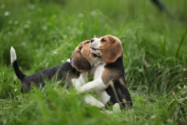 Два очаровательных щенка играют — стоковое фото