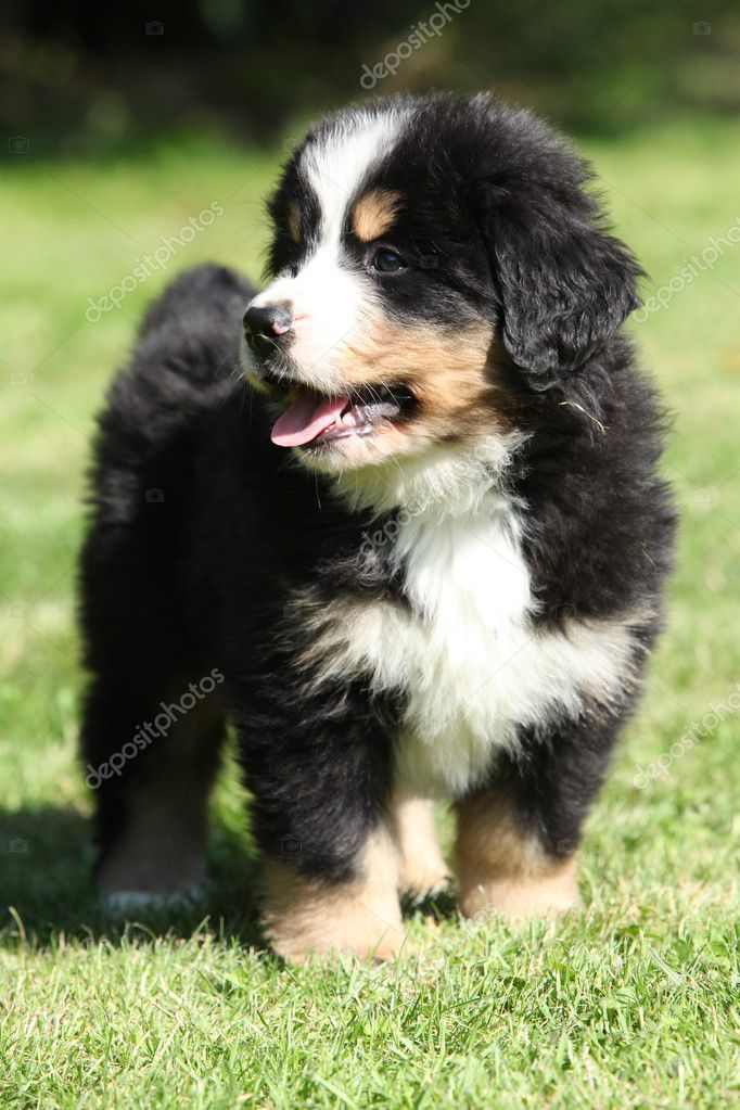 Berner Sennen valp — Stockfotografi © Zuzule 31264681