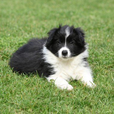 yalan güzel kenar kömür ocağı köpek yavrusu