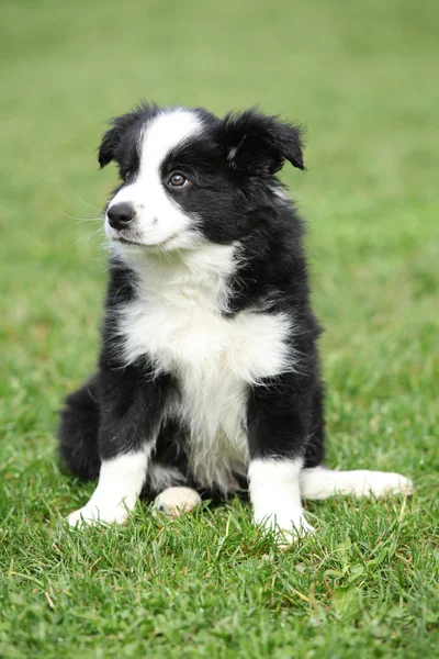 Hermoso cachorro de frontera collie sentado —  Fotos de Stock