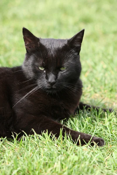 Pěkná černá kočka v zahradě — Stock fotografie