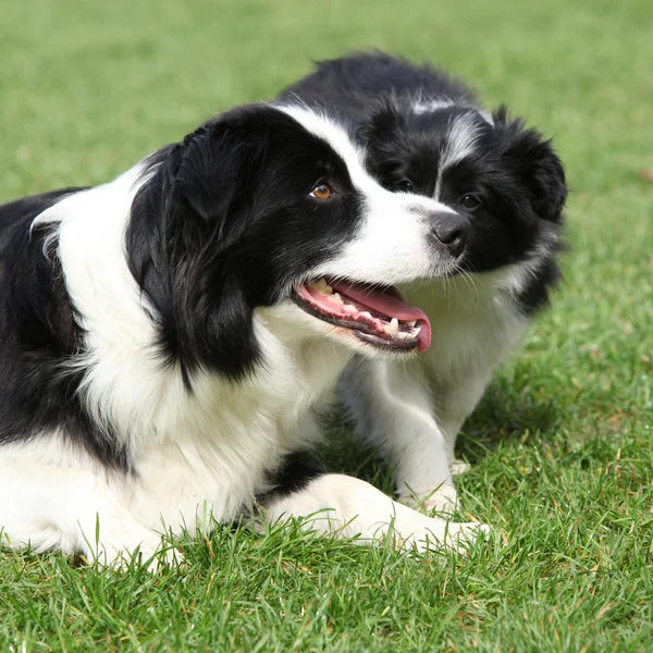 Border collie with puppies — Stock Photo, Image