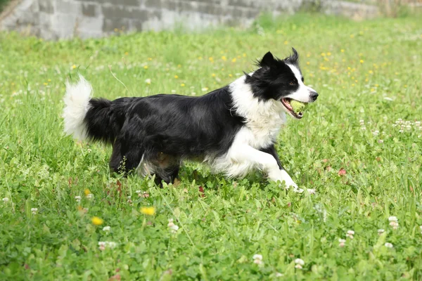 Border Collie Courir — Photo