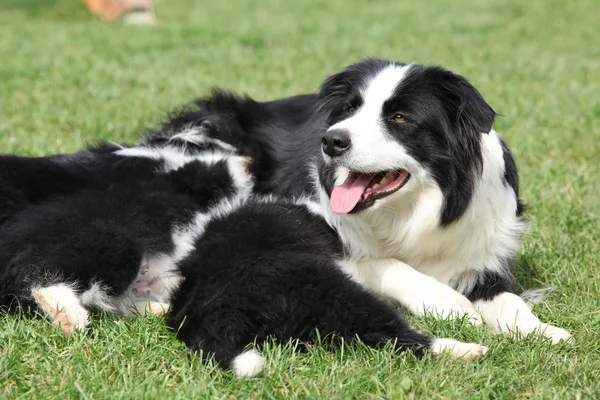 Border collie with puppies Stock Photo