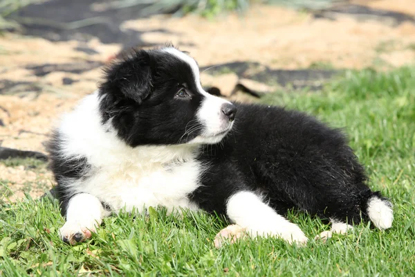 Adorable collie frontière couché — Photo