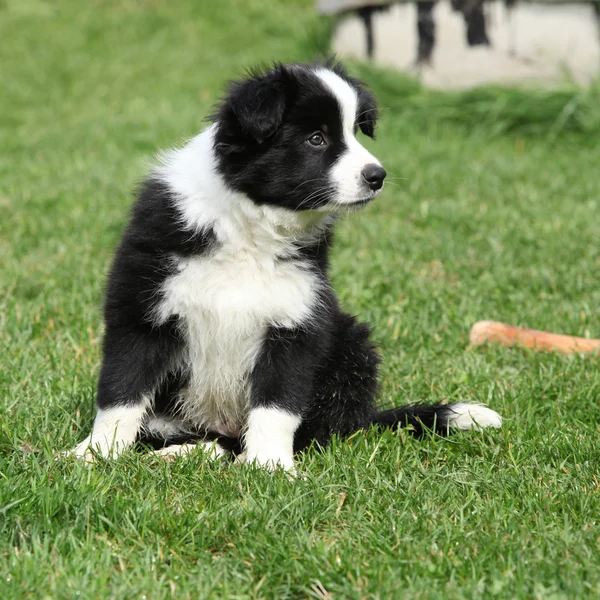 Gorgeous puppy of border collie sitting — Stock Photo, Image