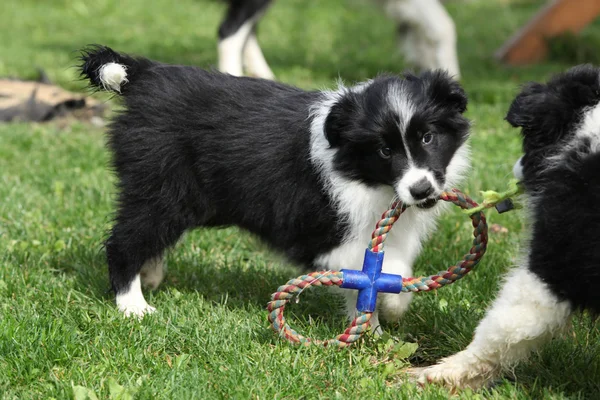 Adorable border collie puppies playing — Stock Photo, Image