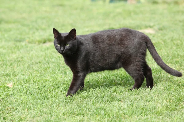 Nice black cat in the garden — Stock Photo, Image