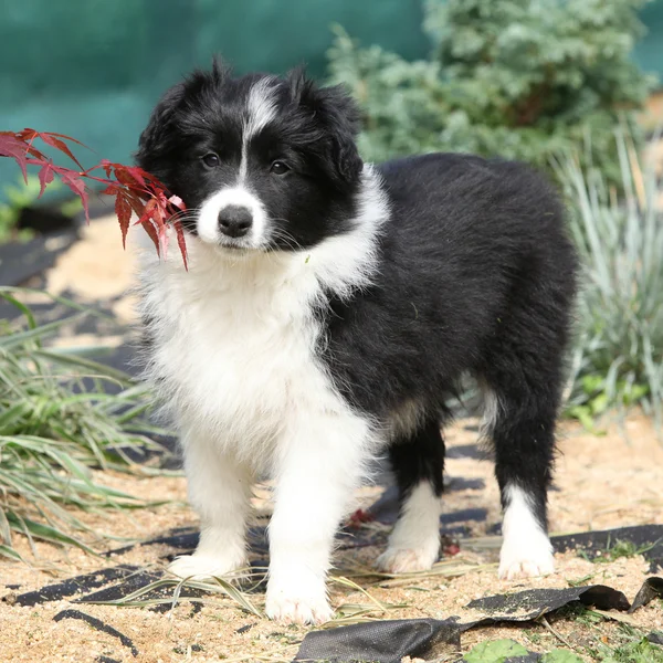 庭での素敵なボーダーコリー子犬 — ストック写真