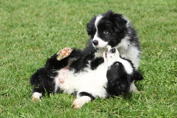 Adorable border collie puppies playing