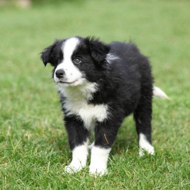 bahçede köpek güzel kenar kömür ocağı