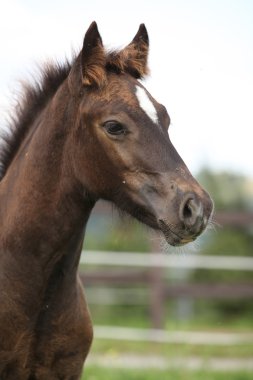 Sana bakarken cob tayı Galce