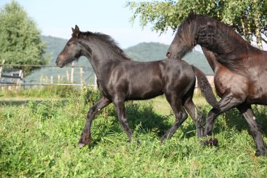 Mare sonbaharda çalışan tayı ile
