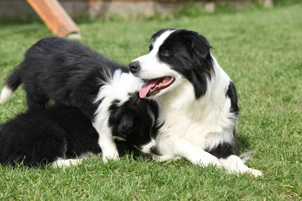 Collie di confine con cuccioli — Foto Stock