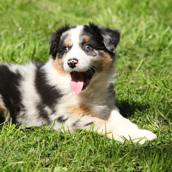 Adorable puppy lying in the garden — Stock Photo, Image