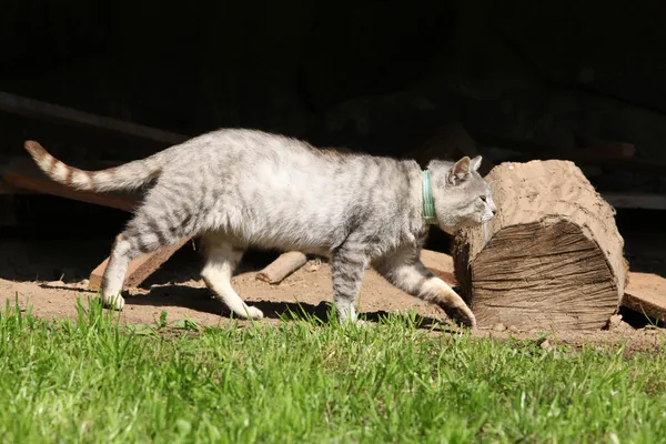 Bahçedeki güzel kedi — Stok fotoğraf