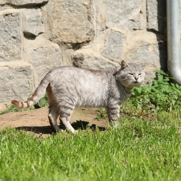 Bahçedeki güzel kedi — Stok fotoğraf