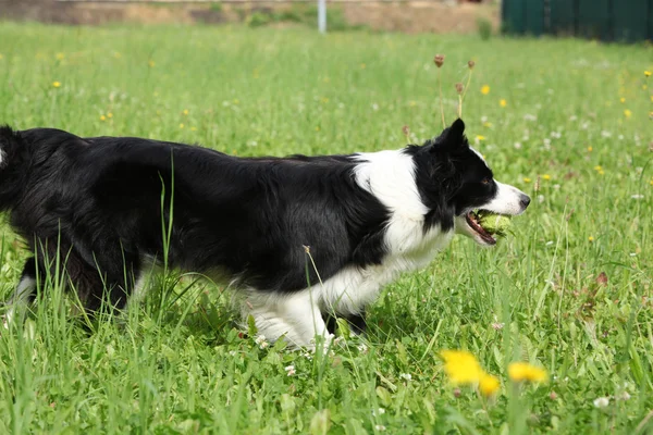 Border collie running — Stock Photo, Image