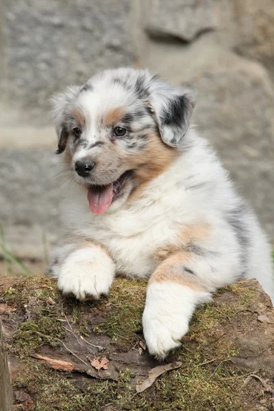 Prachtige pup — Stockfoto