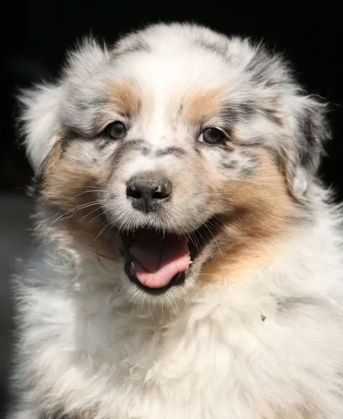 豪華な子犬を見て笑って — ストック写真