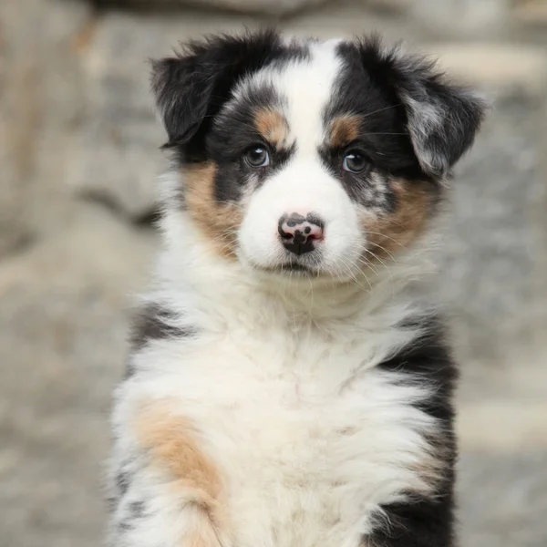 Adorable puppy looking at you — Stock Photo, Image