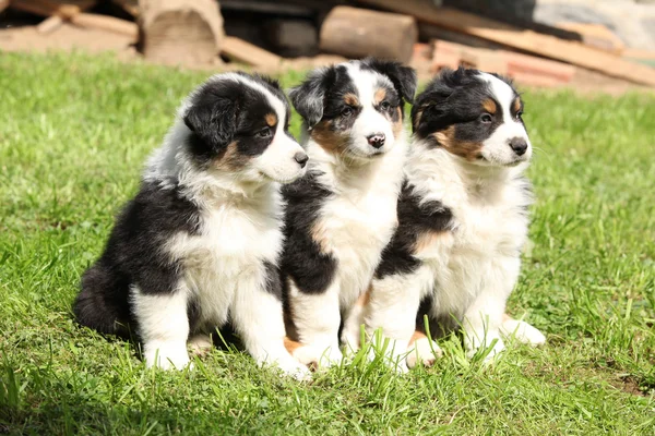 Tres cachorros pastores australianos sentados juntos — Foto de Stock