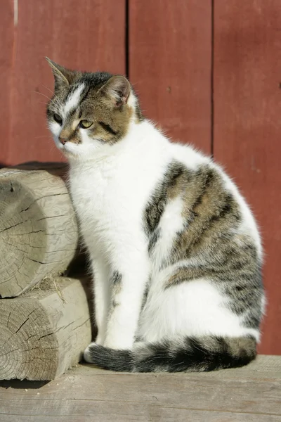 Kahverengi arka plan önünde güzel kedi — Stok fotoğraf
