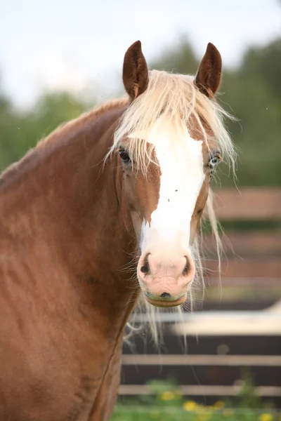 Welsh cob op zoek naar jou — Stockfoto