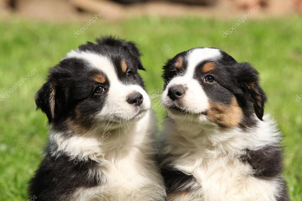 Två australian shepherd valpar tillsammans — Stockfotografi ...