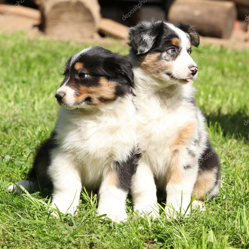 Two australian shepherd puppies together