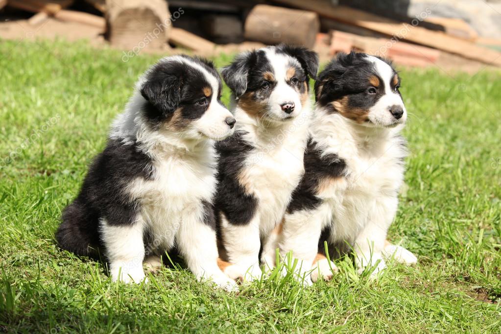 Tre australian shepherd valpar sitter tillsammans — Stockfoto ...