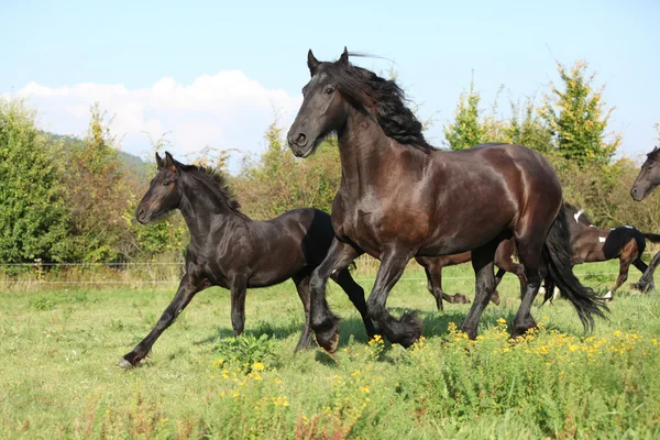 Berpasangan dengan foal berjalan di musim gugur — Stok Foto