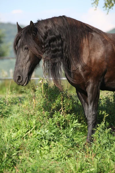 Прекрасная фризская лошадка с длинной гривой — стоковое фото