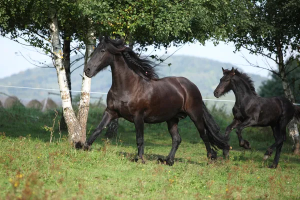 Mare sonbaharda çalışan tayı ile — Stok fotoğraf