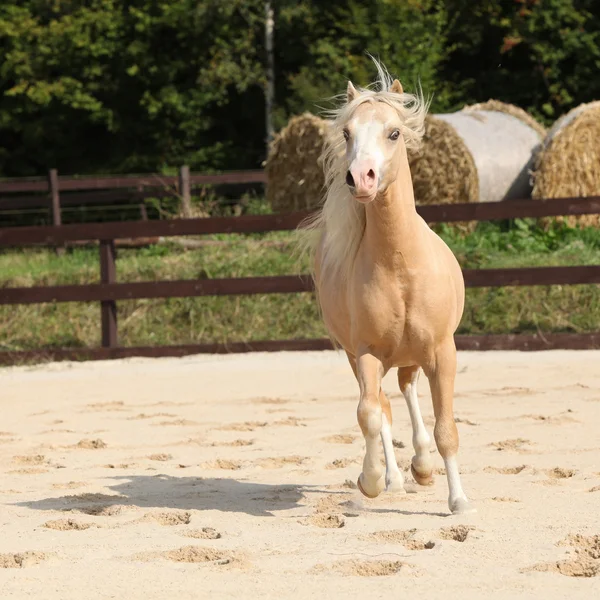 Gorgeous palomino stallion running — Stock Photo, Image
