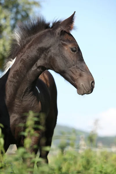 Barock pinto foal on pasturage — Stock Photo, Image