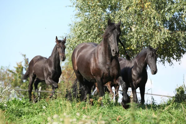 Hermosos caballos negros corriendo —  Fotos de Stock