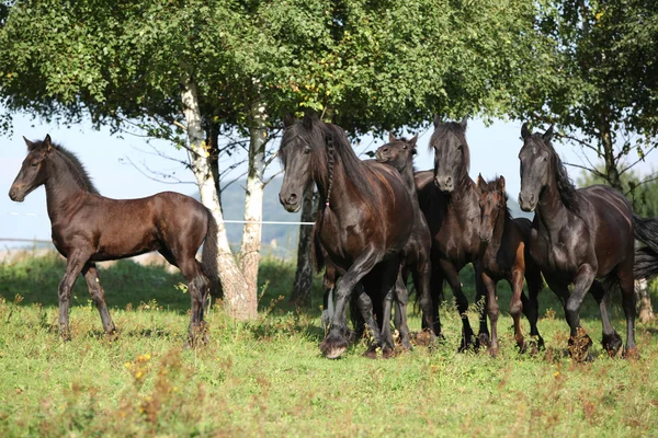 Vackra svarta hästar körs — Stockfoto