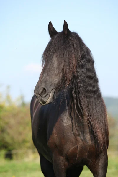 Schönes friesisches Pferd mit langer Mähne — Stockfoto