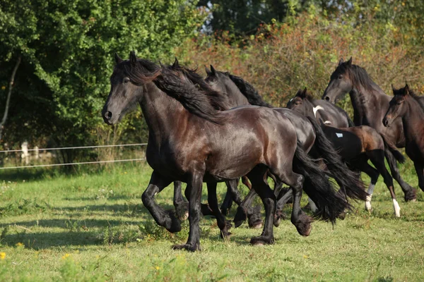 Vackra svarta hästar körs — Stockfoto