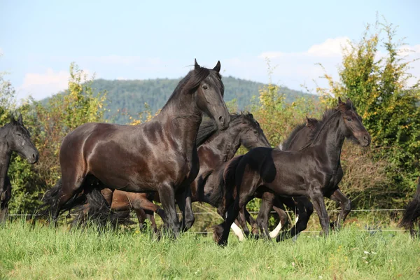 Красивые черные лошади бегут — стоковое фото