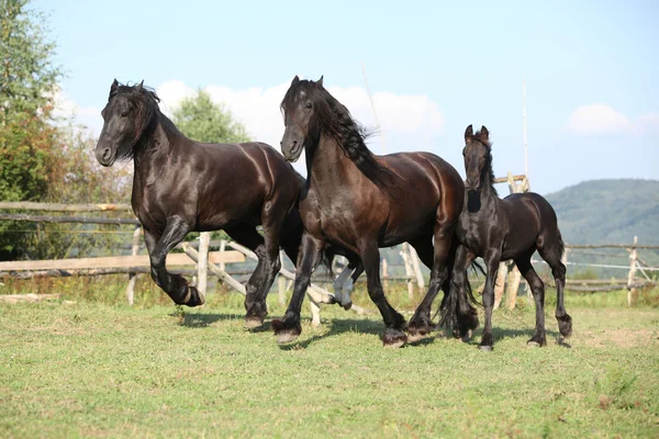 Hermosos caballos negros corriendo —  Fotos de Stock