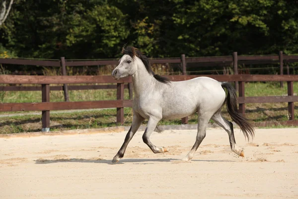 実行している豪華な灰色の種馬 — ストック写真