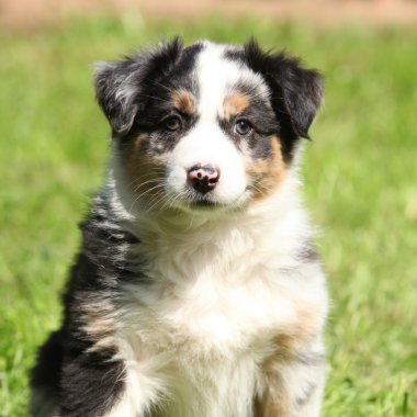 Sana bakmak çok sevimli köpek yavrusu