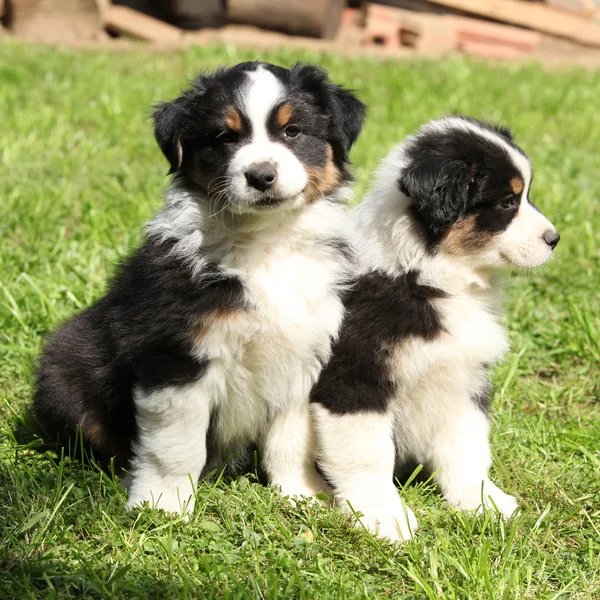 Two australian shepherd puppies together — Stock Photo, Image