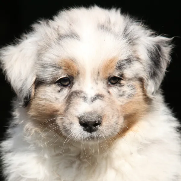 愛らしい子犬を見て — ストック写真