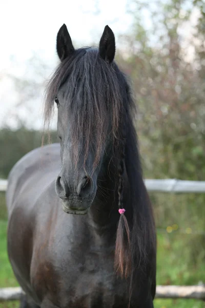 Beautiful friesian horse wit long mane — Stock Photo, Image